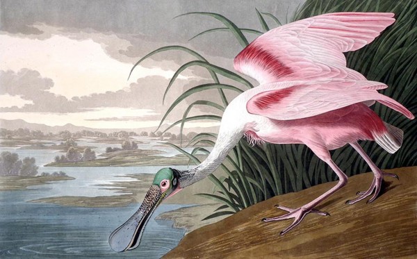 Rare bird by John James Audubon